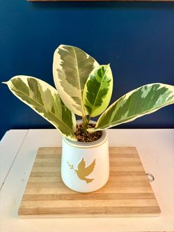 Variegated Rubber Plant (Ficus Elastica Tineke) with Decorative Pot