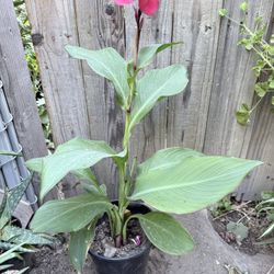 Canna Lilly Plant Flower 