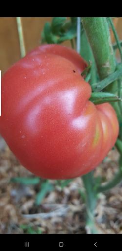 100% organic Russian monster pink tomato plants