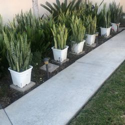 Snake Plants Fully Grown And Rooted 5 Gals Pots 