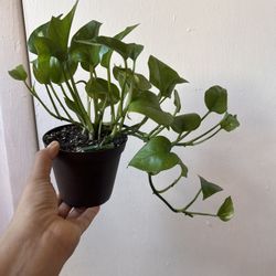 Golden Pothos Read Description 