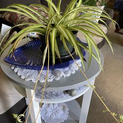 Spider Plant 