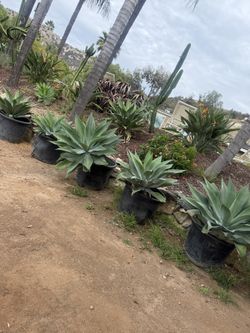 Large agave plants