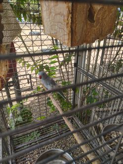 Medium size cage