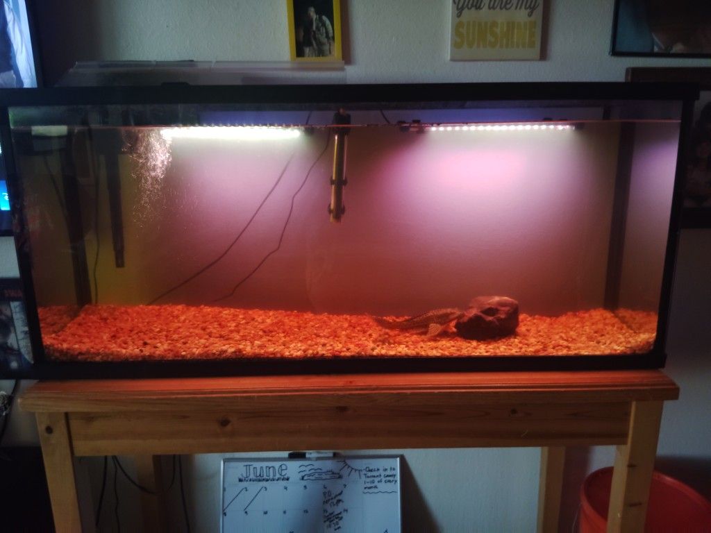 Fish Tank