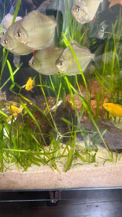 Aquarium plant
