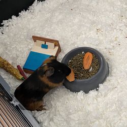 Guinea Pig 