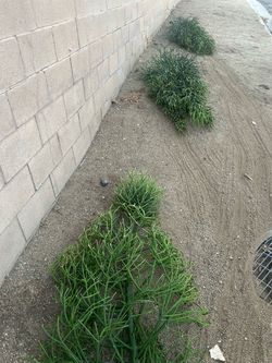 Free Succulent - Gratis