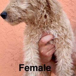 Goldendoodle
