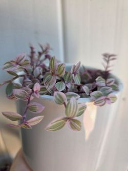 Callisia Repens Pink Lady Succulent