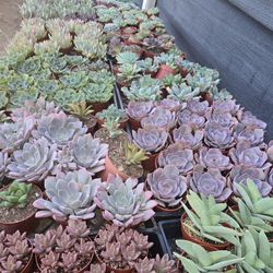Echeverias & Succulent 