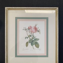 Gorgeous vintage framed print by Pierre Joseph Redoute features a beautiful botanical illustration of Rosa Centifolia.
