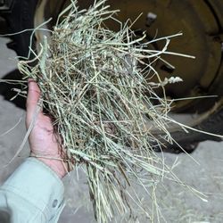 2025 First cutting Hay