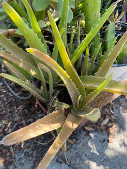 Live Aloe Vera Plant