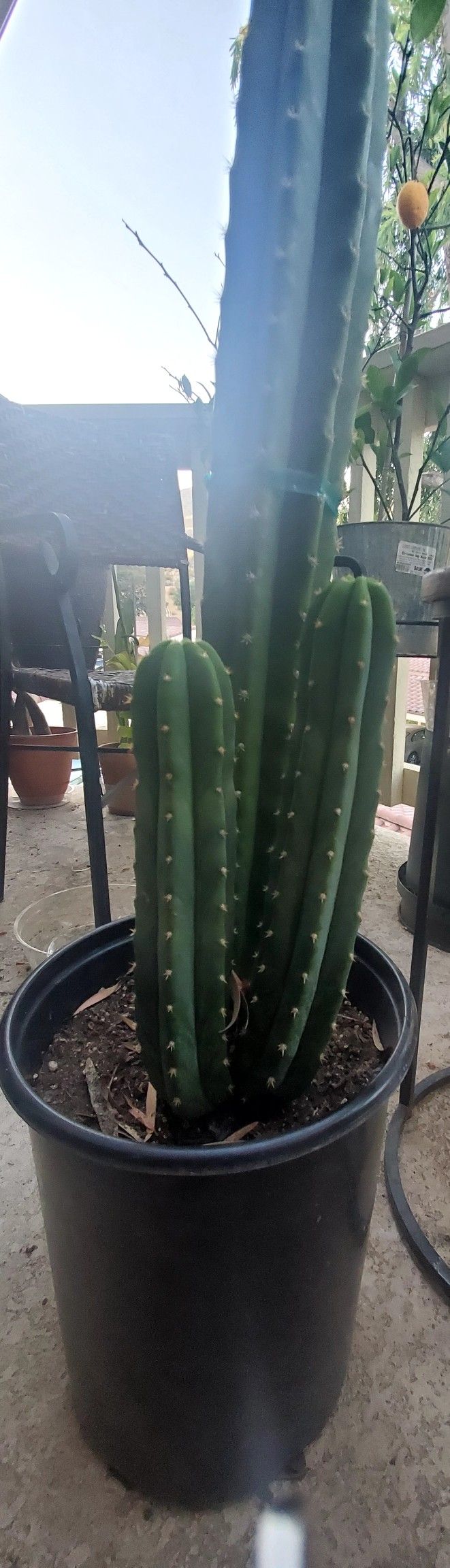 Cactus - Echinopsis PACHANOI