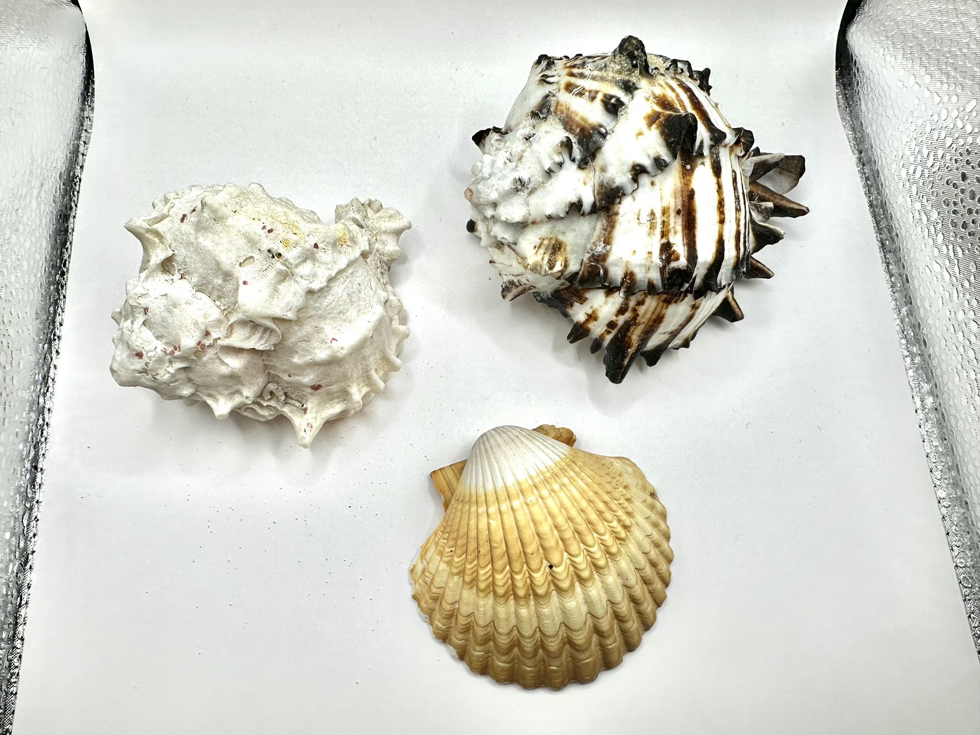 Set of 2 Murex Seashells and 1 Clam shell Ocean Beach Nautical