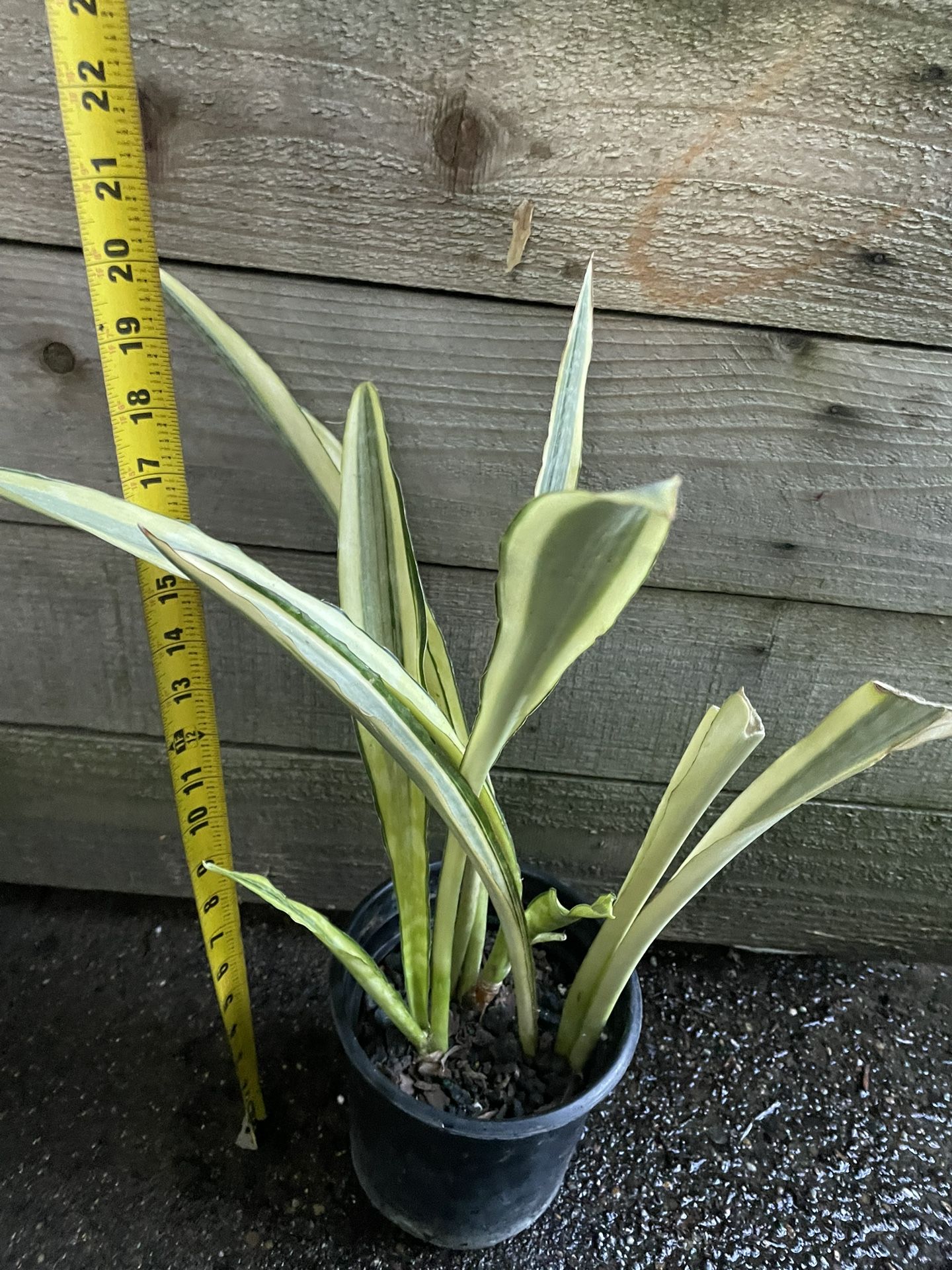 6” Pot Snake Plant, Exact 2 Plants In Pics, $15each Price Firm 95820