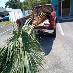 Tropical Fan Palm