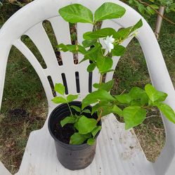 Jasmine