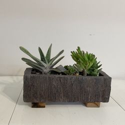 Succulent Arrangement