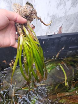 7 Vallisneria Americana  (If It's Still Up There It's Available) 