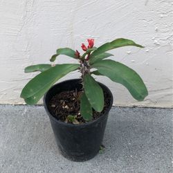 Corona De Cristo, Crown Of Thorns Plant