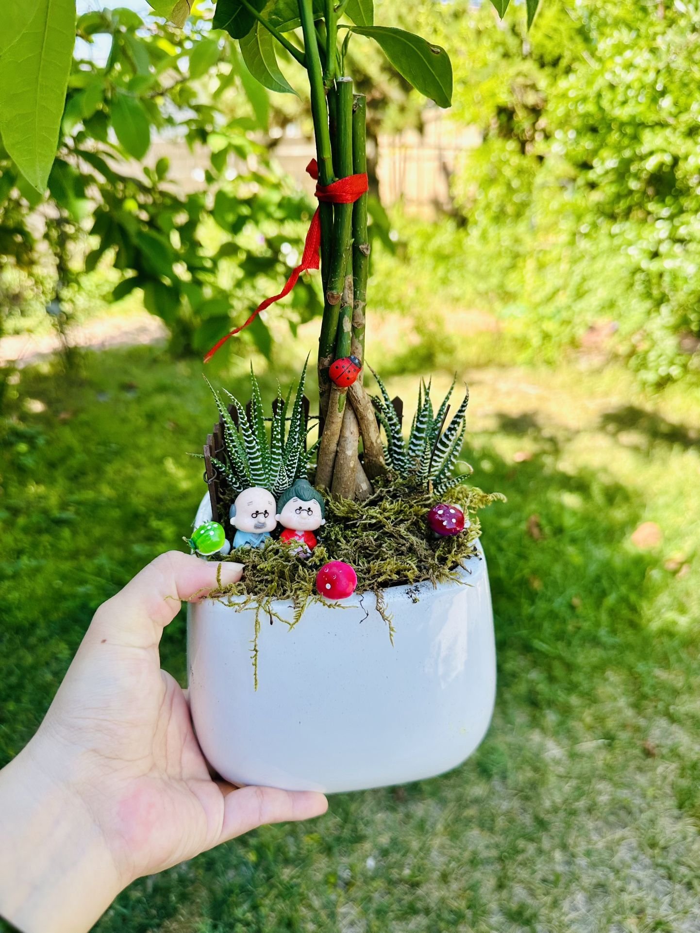 Money Tree Live Plant and Succulent Live Plant In Ceramic Pot With Decoration
