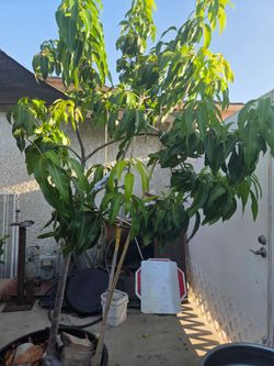 Mango Tree 2 in 1