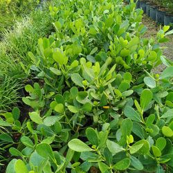 CLUSIA PRIVACY HEDGE PLANTS 3GL 🌿🌿$4.50