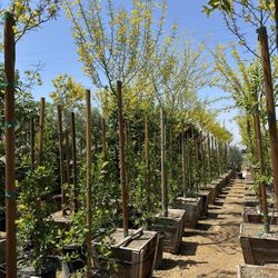 Palo Verde Tree 24”box 