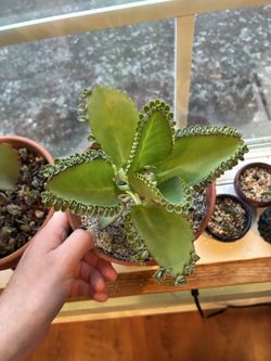Mother of Thousands Houseplants — 2”, 4”, or 6” pots ($8-$30)