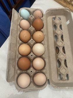 Fresh organic farm eggs