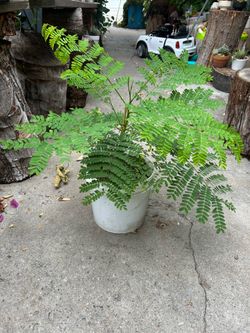 Arbolito de Tabachin Rojo , Malinche , Árbol de fuego