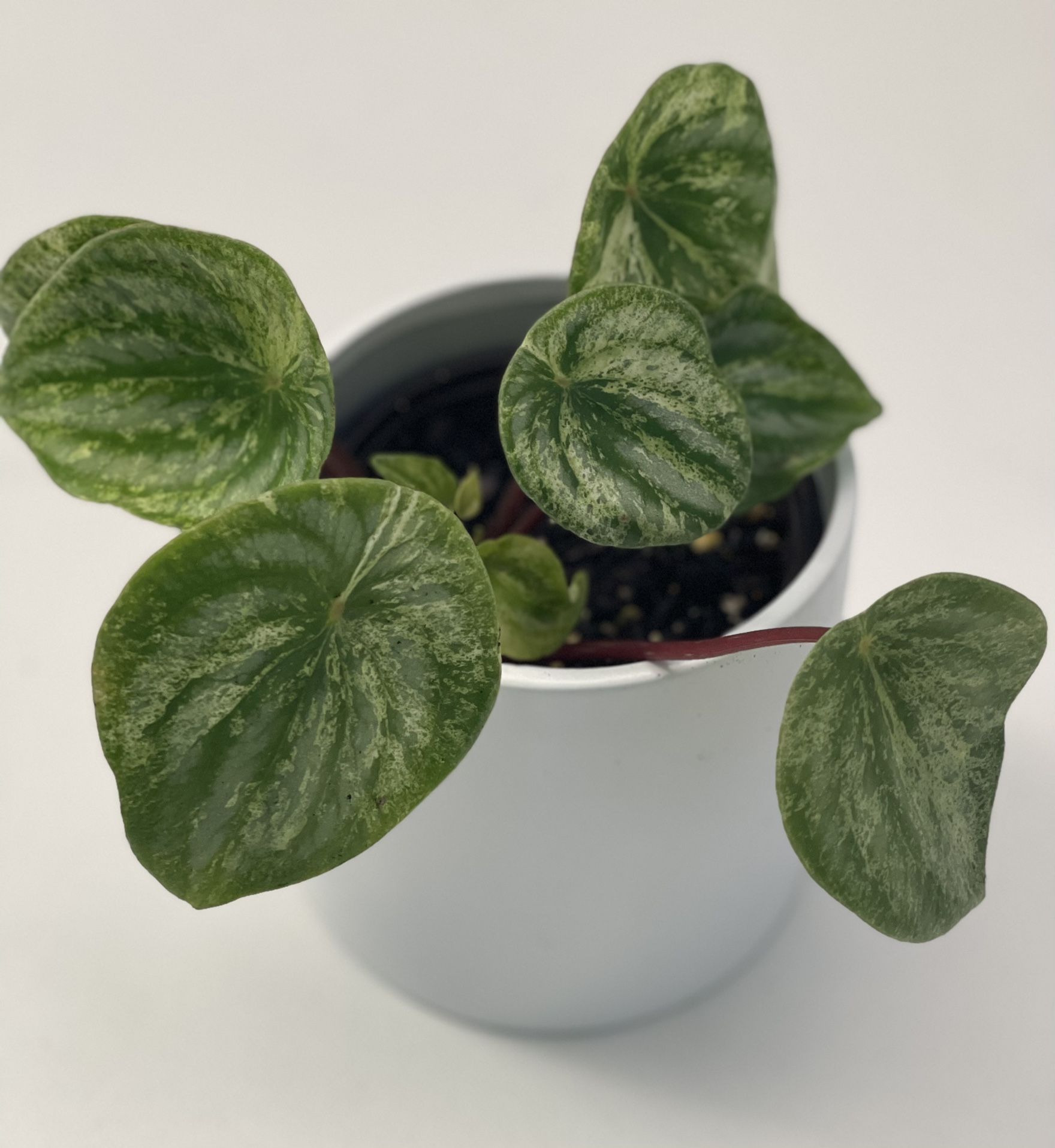 Rare Variegated Peperomia Plant