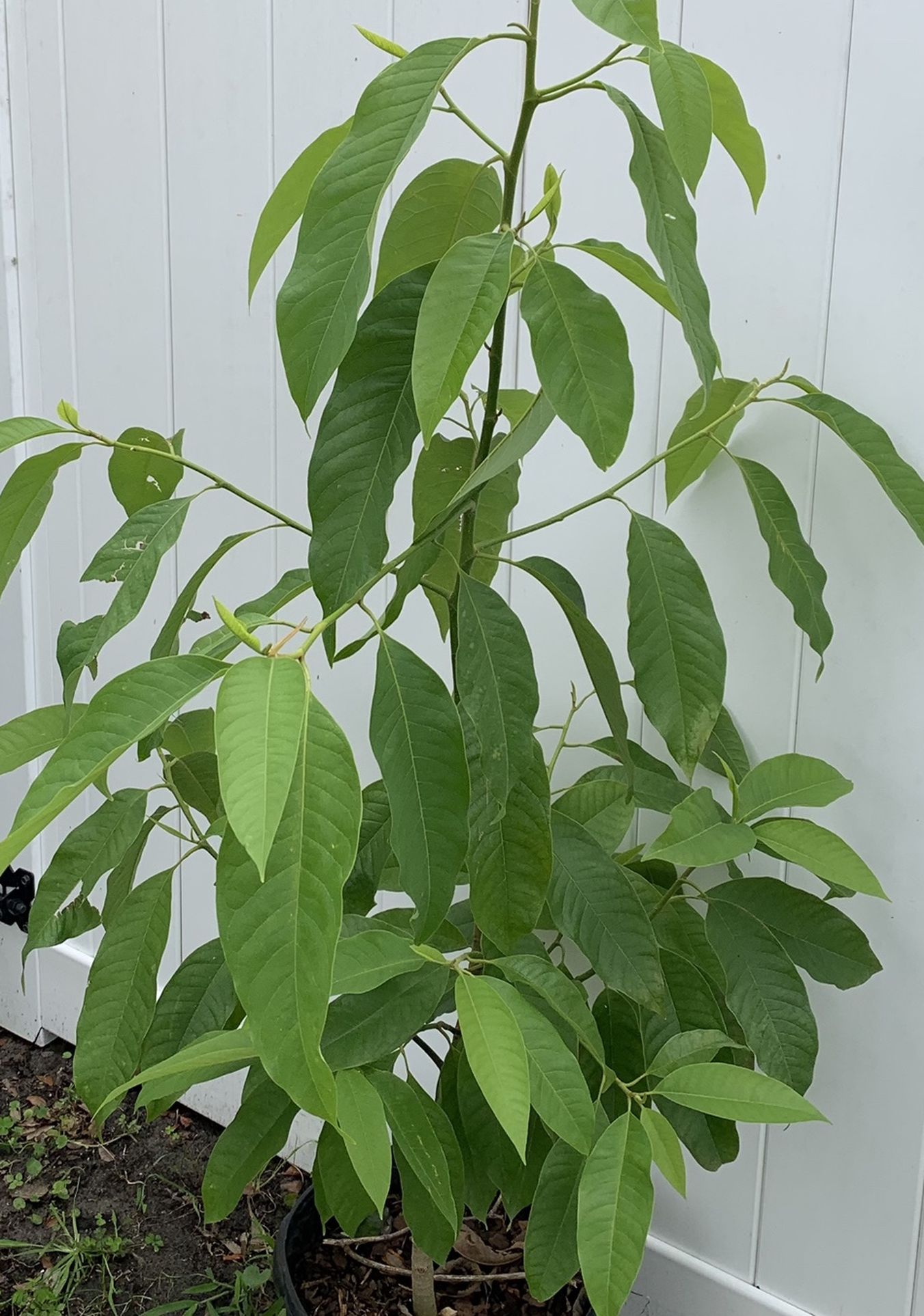 Yellow Champak( Magnolia Champaca) Flower Plant(4-5 Ft Tall) Ready For Flowering