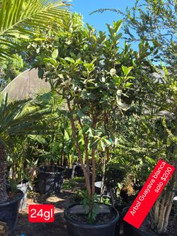 Guayava  tree