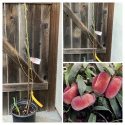 Galaxy Donut UFO Bagel Peach Grafted Fruit Live Tree 5 Gallon Pot Flowering and Leafing  Cash only  Pick up in North San Jose, By appointment only  Lo