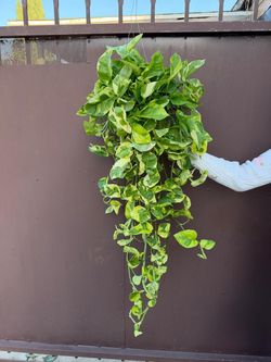 6” lemon meringue pothos