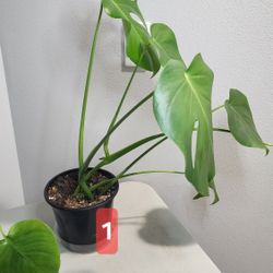 Plant - Monstera 