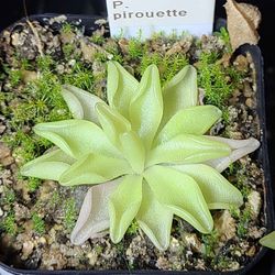 Butterwort