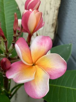 Plumeria