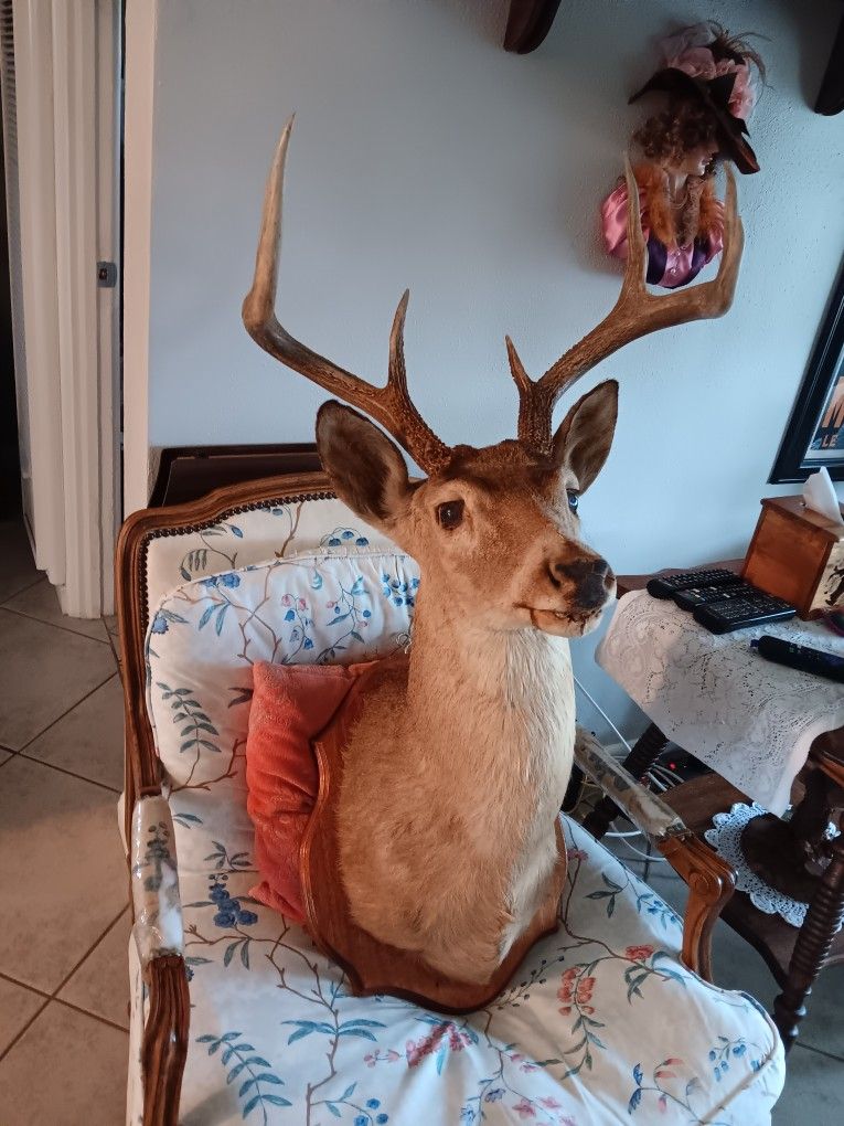 7 Point Buck Mount