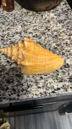 Shell