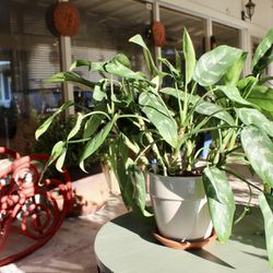 Healthy House Plant In A Ceramic Pot