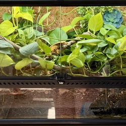 Established Bioactive Crested Gecko Enclosure 