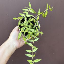 Hoya Bella Inner Variegated In 4” Pot 