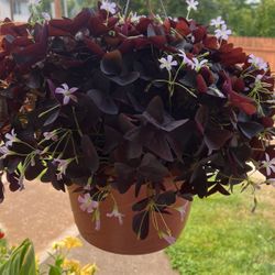 Oxalis 