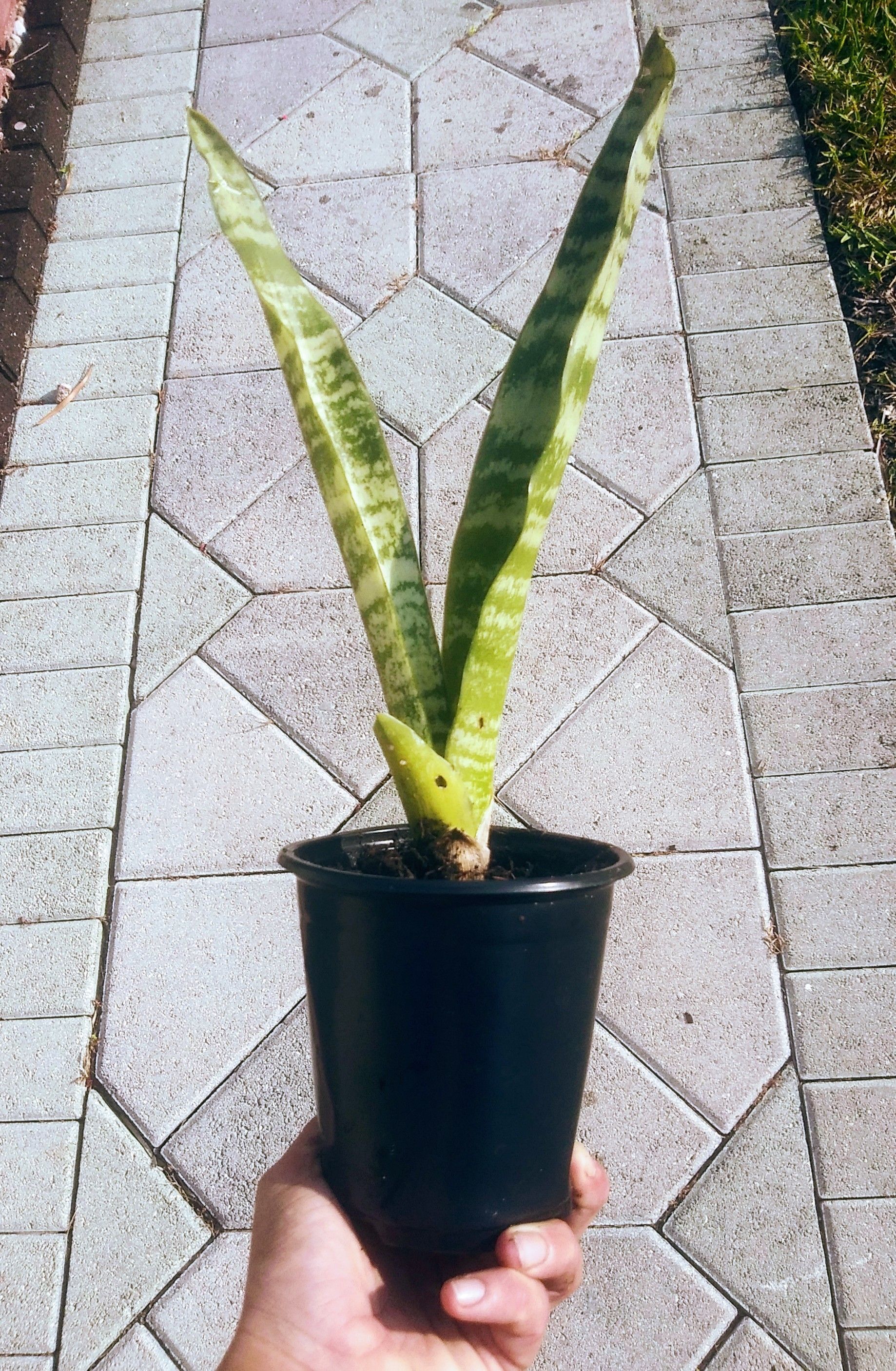 Succulent Snake Plant