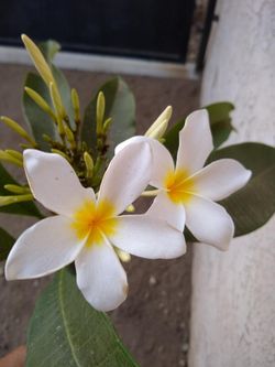 Plumeria Plant Flowering. White With Yellow Center