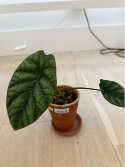 Alocasia dragon scale in 3 inch pot